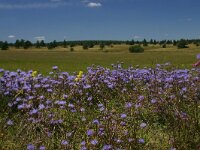Jasione perennis 2, Saxifraga-Dirk Hilbers