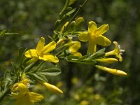 Jasminum fruticans 10, Saxifraga-Jan van der Straaten
