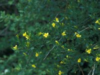 Jasminum fruticans 17, Saxifraga-Jan van der Straaten