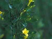 Jasminum fruticans 18, Saxifraga-Jan van der Straaten