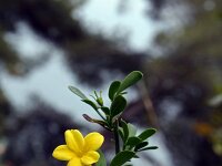 Jasminum fruticans 2, Saxifraga-Jeroen Willemsen