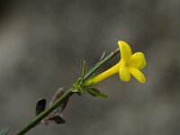 Jasminum fruticans 5, Saxifraga-Willem van Kruijsbergen