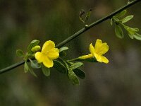 Jasminum fruticans 7, Saxifraga-Jan van der Straaten