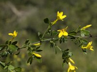 Jasminum fruticans 9, Saxifraga-Jan van der Straaten