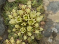 Jovibarba allionii 2, Saxifraga-Jan van der Straaten