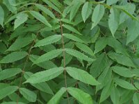 Juglans nigra 3, Zwarte walnoot, Saxifraga-Rutger Barendse