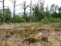 Juncus effusus 11, Pitrus, Saxifraga-Hans Boll