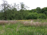 Juncus effusus 12, Pitrus, Saxifraga-Hans Boll