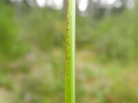 Juncus effusus 23, Pitrus, Saxifraga-Rutger Barendse