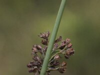 Juncus effusus 3, Pitrus, Saxifraga-Peter Meininger