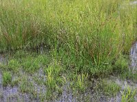 Juncus effusus 30, Pitrus, Saxifraga-Hans Boll