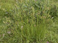 Juncus effusus 31, Pitrus, Saxifraga-Willem van Kruijsbergen