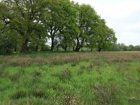 Juncus effusus 6, Pitrus, Saxifraga-Hans Boll