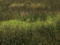 Juncus effusus 9, Pitrus, Saxifraga-Hans Boll