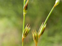Juncus foliosus 2, Gestreepte greppelrus, Saxifraga-Rutger Barendse