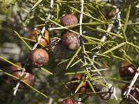 Juniperus oxycedrus 13, Saxifraga-Jan van der Straaten