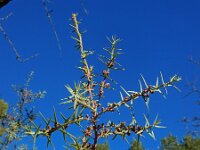 Juniperus oxycedrus 31, Saxifraga-Ed Stikvoort : bij Polop