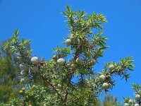 Juniperus oxycedrus 5, Saxifraga-Ed Stikvoort