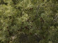 Juniperus oxycedrus 9, Saxifraga-Willem van Kruijsbergen