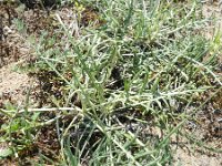 Jurinea cyanoides 2, Saxifraga-Rutger Barendse