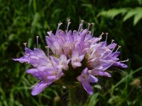 Knautia dipsacifolia 11, Bergknautia, Saxifraga-Ed Stikvoort