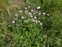 Knautia dipsacifolia 12, Bergknautia, Saxifraga-Peter Meininger