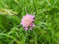 Knautia dipsacifolia 14, Bergknautia, Saxifraga-Rutger Barendse