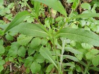 Knautia dipsacifolia 5, Bergknautia, Saxifraga-Rutger Barendse