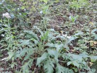 Knautia dipsacifolia 6, Bergknautia, Saxifraga-Rutger Barendse