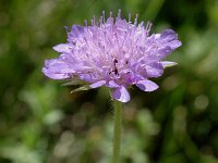 Knautia dipsacifolia ssp dipsacifolia 2, Bergknautia, Saxifraga-Jan van der Straaten