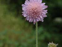 Knautia leucophaea 2, Saxifraga-Marijke Verhagen