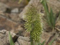 Lamarckia aurea 3, Pluimstaartje, Saxifraga-Jan van der Straaten