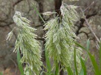 Lamarckia aurea 7, Pluimstaartje, Saxifraga-Ed Stikvoort
