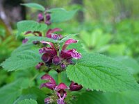 Lamium orvala 2, Saxifraga-Jeroen Willemsen