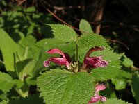 Lamium orvala 3, Saxifraga-Jeroen Willemsen