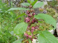 Lamium orvala 4, Saxifraga-Rutger Barendse
