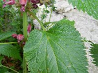 Lamium orvala 5, Saxifraga-Rutger Barendse