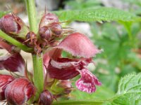 Lamium orvala 6, Saxifraga-Rutger Barendse