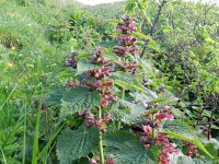 Lamium orvala 7, Saxifraga-Rutger Barendse