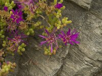 Lampranthus roseus 2, Saxifraga-Willem van Kruijsbergen