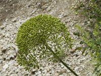 Laserpitium gallicum 10, Saxifraga-Jan van der Straaten