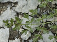Laserpitium gallicum 12, Saxifraga-Jan van der Straaten
