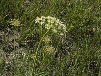 Laserpitium gallicum 7, Saxifraga-Marijke Verhagen