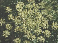 Laserpitium gallicum 9, Saxifraga-Jan van der Straaten