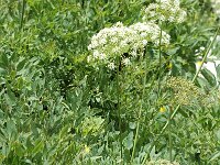 Laserpitium siler 10, Saxifraga-Jan van der Straaten