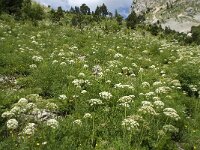 Laserpitium siler 17, Saxifraga-Willem van Kruijsbergen