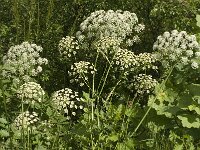 Laserpitium siler 18, Saxifraga-Jan van der Straaten