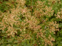 Laserpitium siler 8, Saxifraga-Marijke Verhagen
