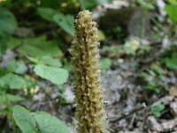 Lathraea rhodopea 2, Saxifraga-Dirk Hilbers
