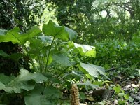 Lathraea rhodopea 3 Saxifraga-Dirk Hilbers